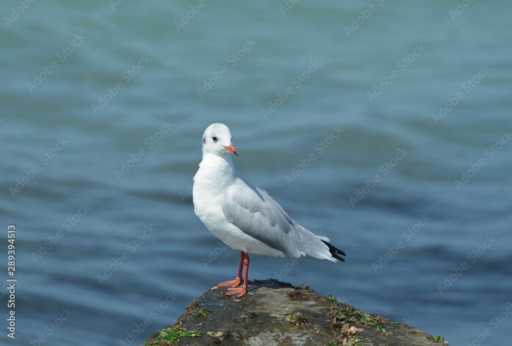a seagull sitting on a rock at the seashore
