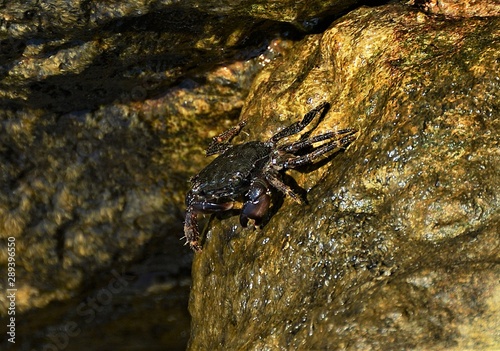 a sea crab on a stone