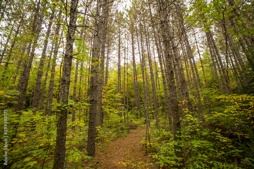 Fototapeta premium Forest Hike