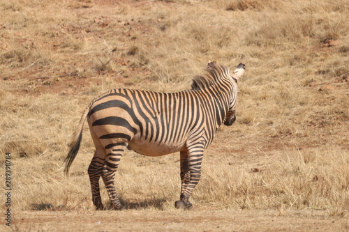 zebra in africa