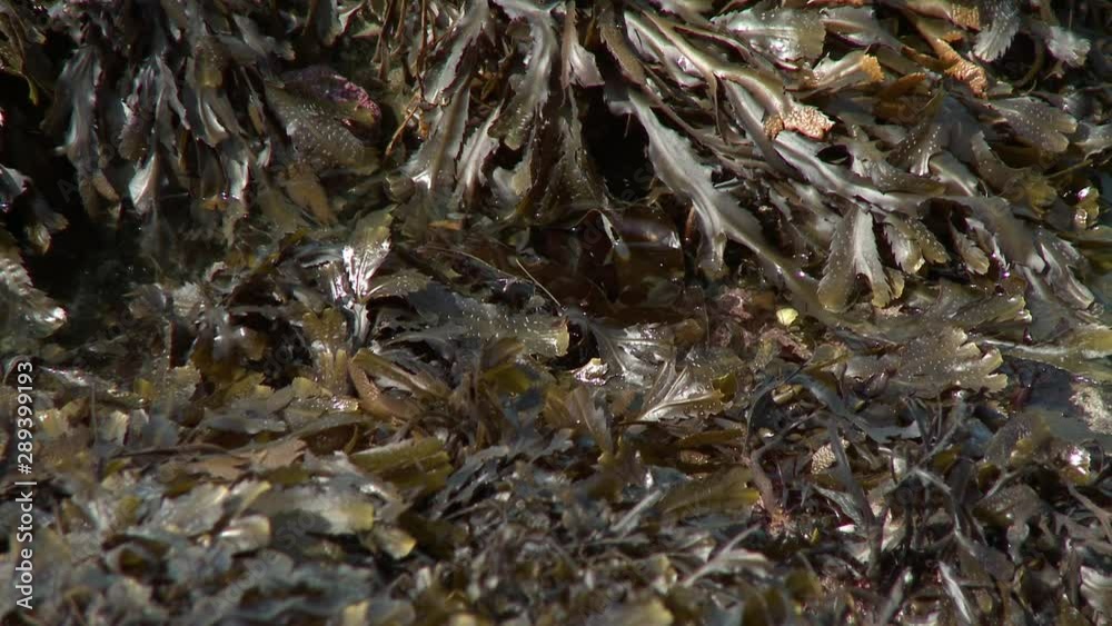 Steady, close up shot of a macroalgae sticking out of the water. Steady, close up shot of a macroalgae sticking out of the water.