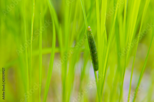 fall armyworm Spodoptera frugiperda on rice leaf. rice leaves .damage by worms