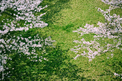 上から見たサクラと芝生