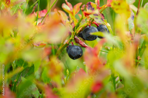 Close Up View of  Bilberry on Fresh Green Shrubs photo