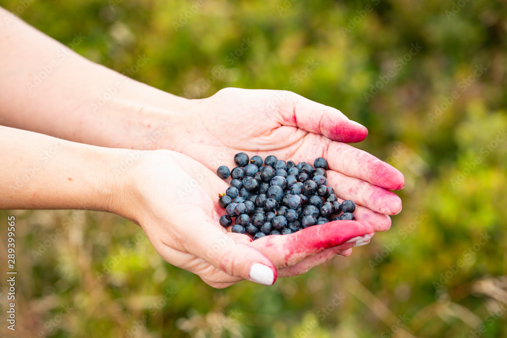 Fresh Wild Bilberies in Female Hands Fresh Wild Bilberies in Female Hands