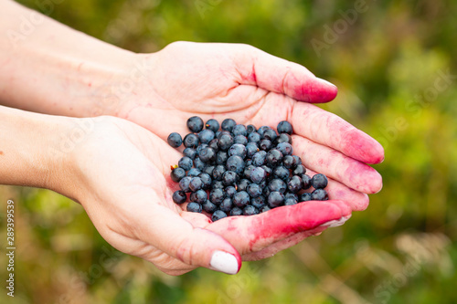 Fresh Wild Bilberies in Female Hands