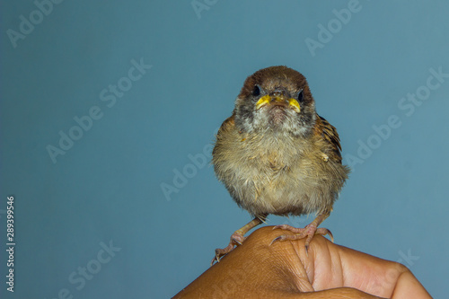 house sparrow on human hand