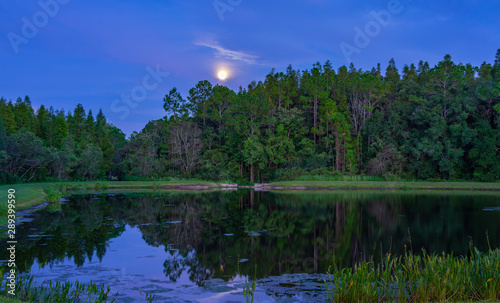 Fototapeta Naklejka Na Ścianę i Meble -  Full moon, pond and tree taken in Florida, USA