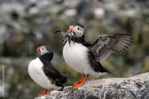 Pair of puffins (one with sand eels in its mouth flapping its wings) standing on a rock with the breeding colony in the background.  Image taken in the Farne Islands, United Kingdom.