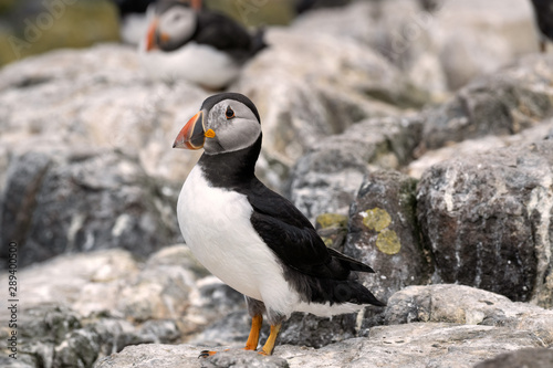 Juvenile puffin standing on a rock. You can tell it's young by the gray feathers on its face. Image taken in the Farne Islands, United Kingdom.