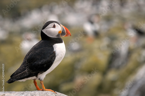 Puffin standing on a rock with the breeding colony in the background. Image taken in the Farne Islands, United Kingdom.