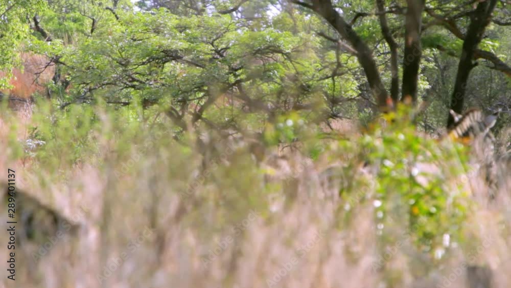 Two zebras fighting behind tall grass in the bush of South Africa. They have the distinct brown or so called shadow stripes. Two zebras fighting behind tall grass in the bush of South Africa. They have the distinct brown or so called shadow stripes.