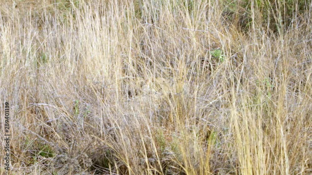 Lioness and lion cub playing in tall grass in South Africa. Lioness and lion cub playing in tall grass in South Africa.