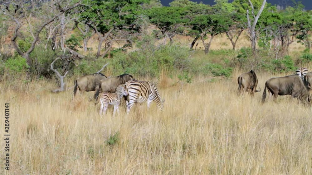 Group of zebras and wildebeests eating grass in South Africa. A baby zebra follows its mother. The zebras have the distinct brown or so called shadow stripes. Group of zebras and wildebeests eating grass in South Africa. A baby zebra follows its mother. The zebras have the distinct brown or so called shadow stripes.