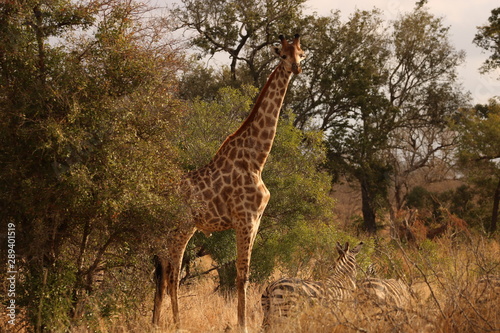 Photography giraffe in africa