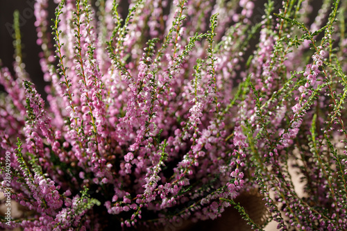Forest heather close up. Still life on a wooden background. Beautiful heather.