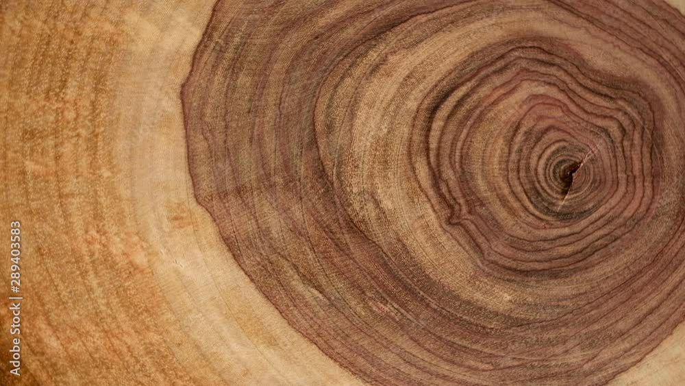 Wooden circle Stump slowly rotates close-up background. Saw cut wood spinning closeup background. 