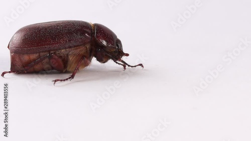 Muna beetle isolated on white, edible insect found in Papua New Guinea photo