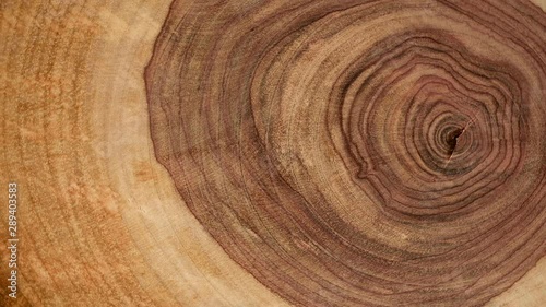 Wooden circle Stump slowly rotates close-up background. Saw cut wood spinning closeup background. 