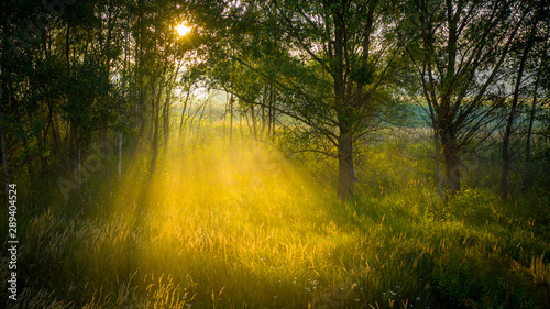 Dawn in the forest, the rays of the sun make their way through the fog, creating great volume in the frame. Concept, peace and meditation. © maykal