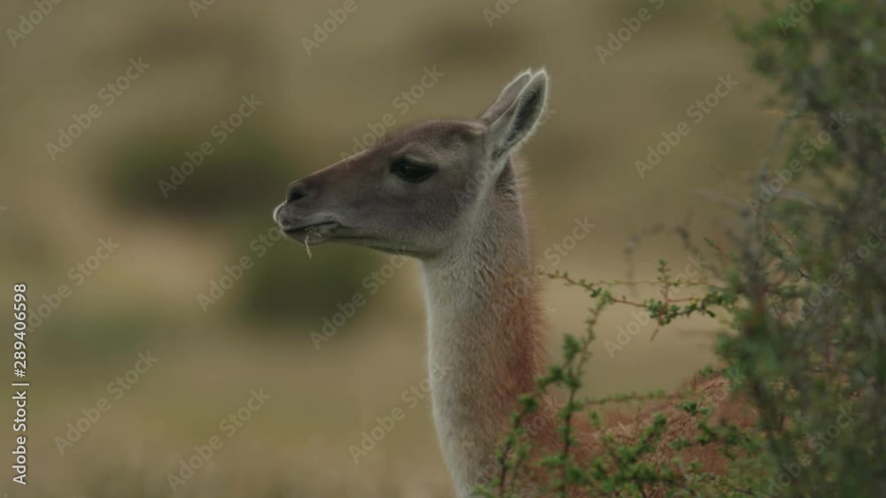 Close up of a Guanaco chewing on grass, eating Close up of a Guanaco chewing on grass, eating