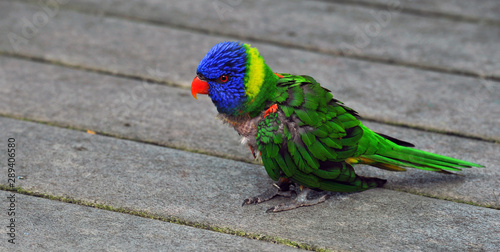 Rainbow Lorikeet Parrot photo