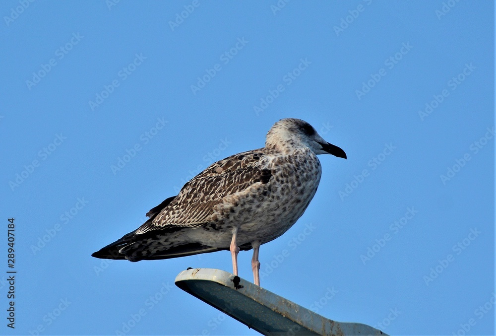 Obraz premium seagull on a rock