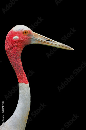 Beautiful sarus crane on black background for new create or dicut new picture photo