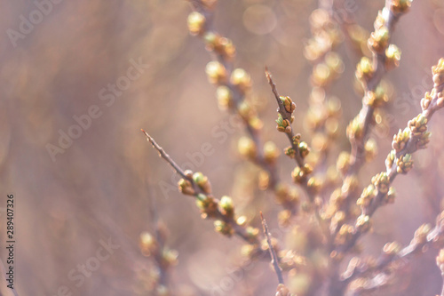Young buds on the branches of a sea-buckthorn tree on a sunny spring day macro. © Anton