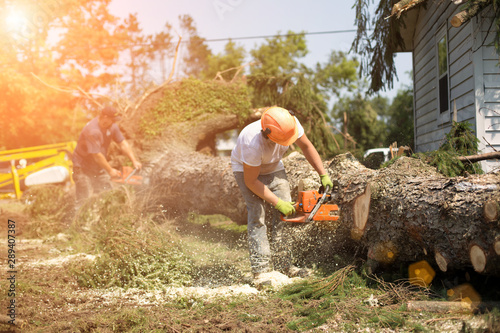 Foto Lumberjack cutting tree