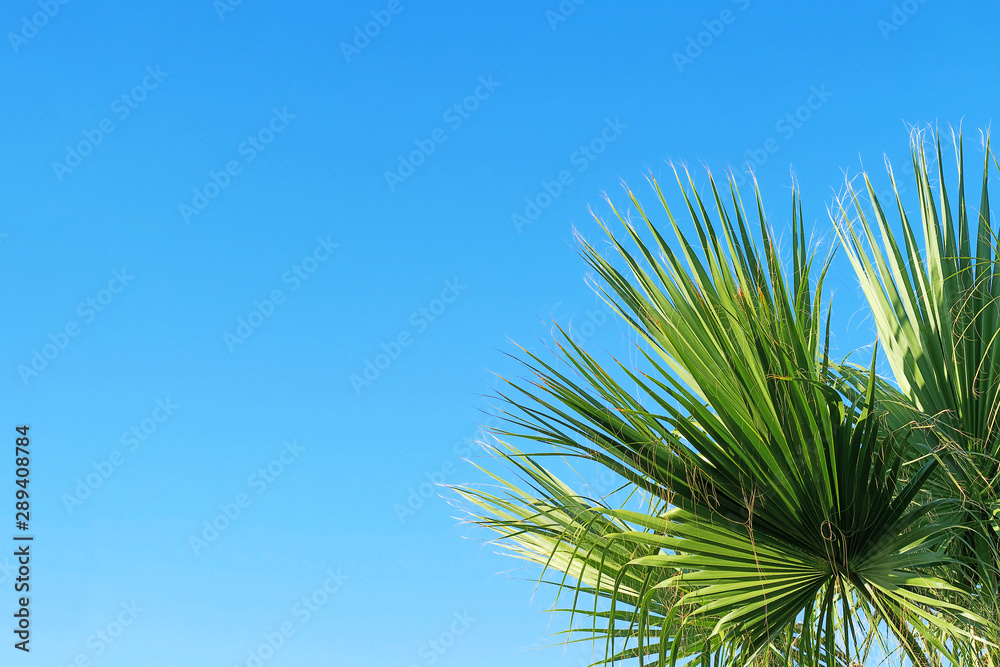 palm leaves against blue sky, copy space