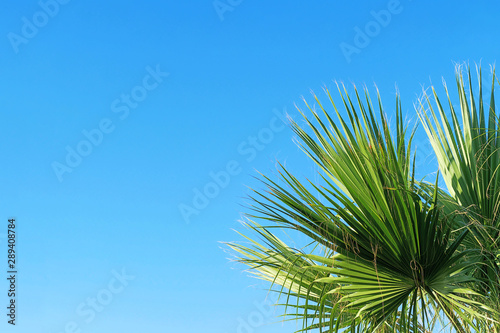 palm leaves against blue sky  copy space