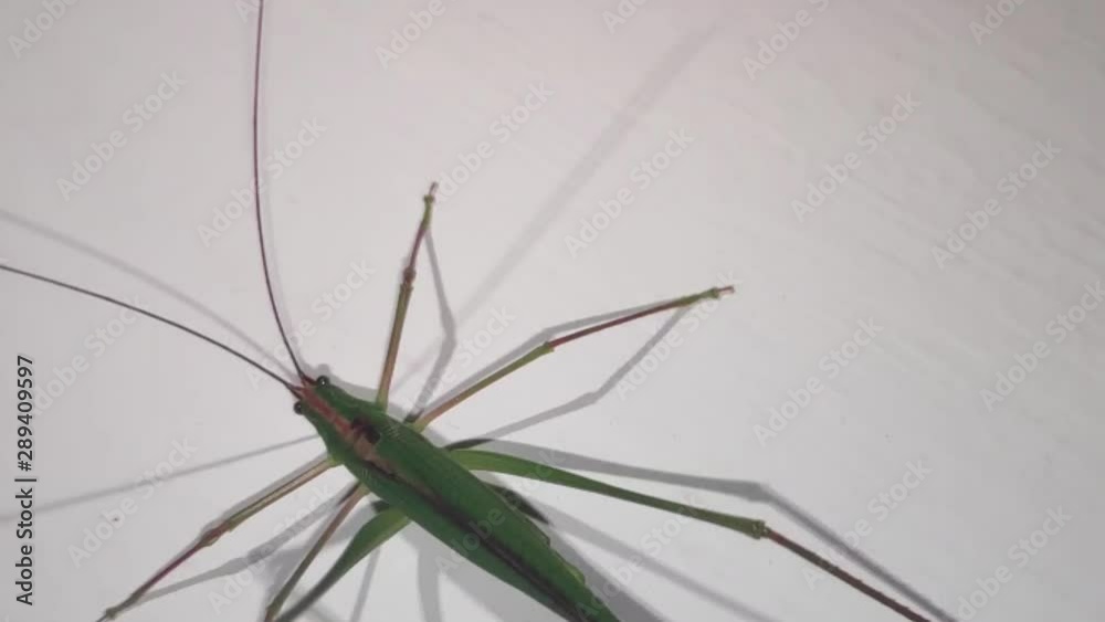 long-horned grasshopper walking backwards on the wall close-up long-horned grasshopper walking backwards on the wall close-up