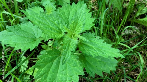 Wallpaper Mural A nettle filmed from above. Torontodigital.ca