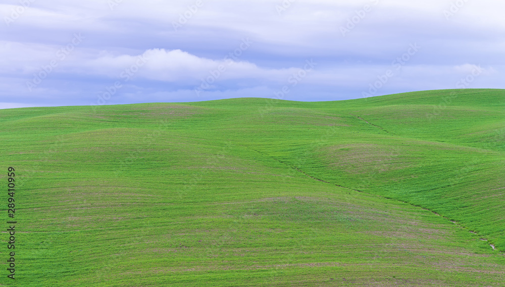 Wavy grass field on the hill side at Tuscany area, Italy.