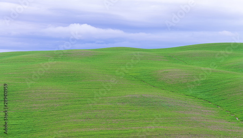 Wavy grass field on the hill side at Tuscany area  Italy.