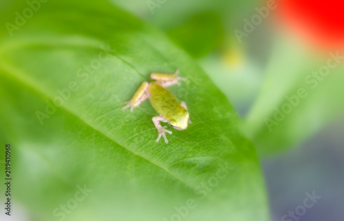 frog on a leaf © Jessica