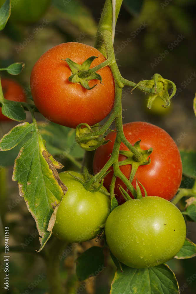 Photo with red and green tomatoes ripening in the greenhouse on the bushes.