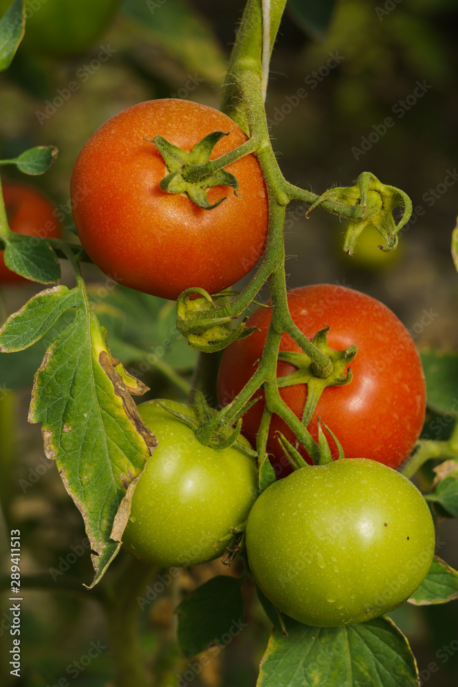 Photo with red and green tomatoes ripening in the greenhouse on the bushes. Photo with red and green tomatoes ripening in the greenhouse on the bushes.