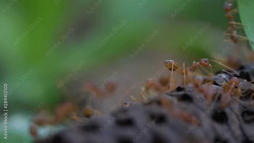 Ants wondering around the forest floor looking for food to store Ants wondering around the forest floor looking for food to store