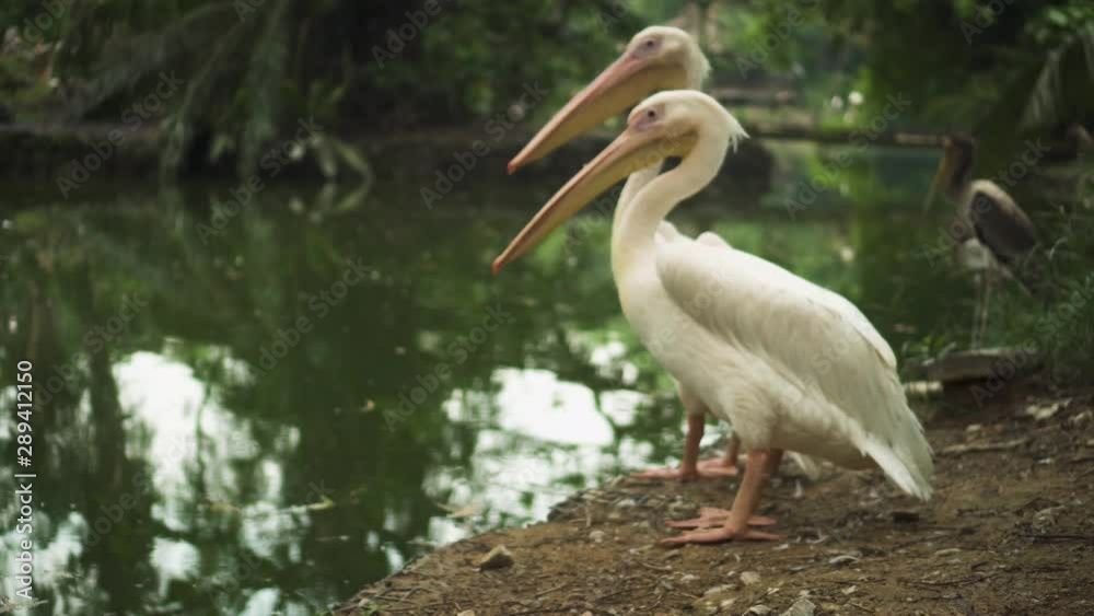 Two Great White Pelican Stretching Itself Near The Pond Two Great White Pelican Stretching Itself Near The Pond