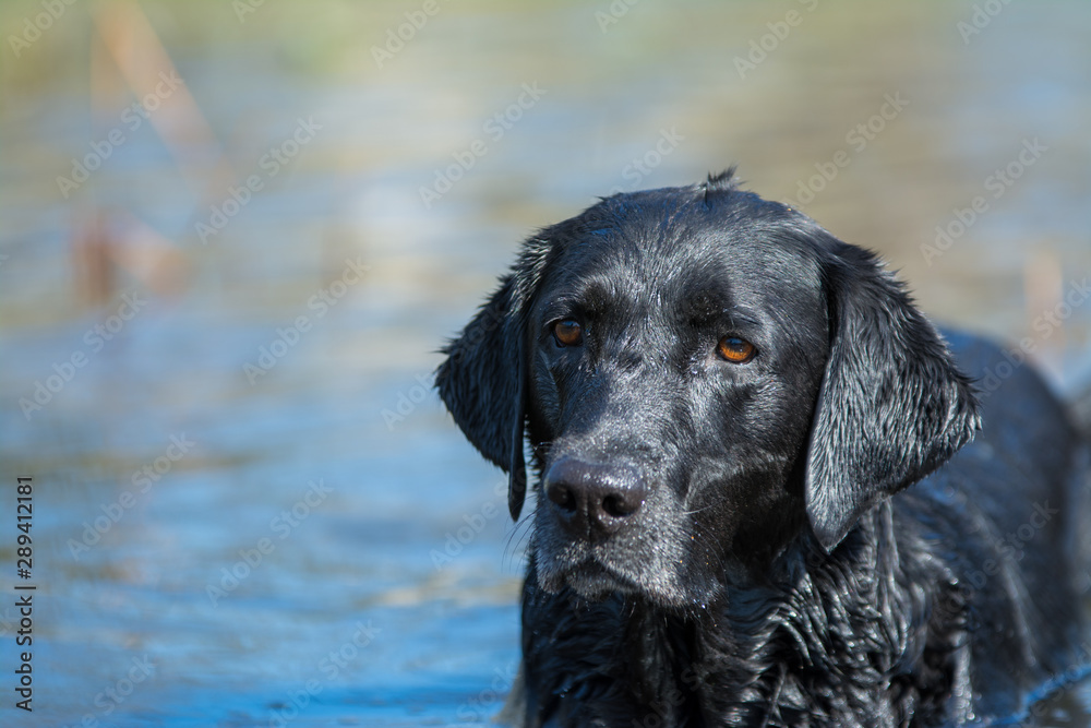 black Labrador retriever dog in water portrait
