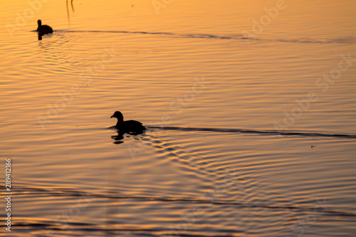 two ducks silhouette at sunrise sunset