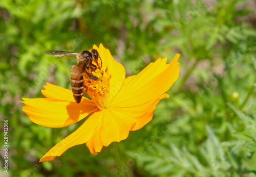 Bee sucking nectar of flowers © tusumaru