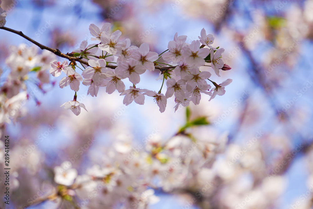 美しい満開の桜、日本