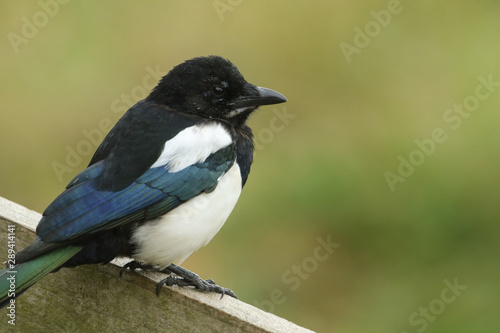 A pretty juvenile Magpie, Pica pica, perching on a wooden fence.