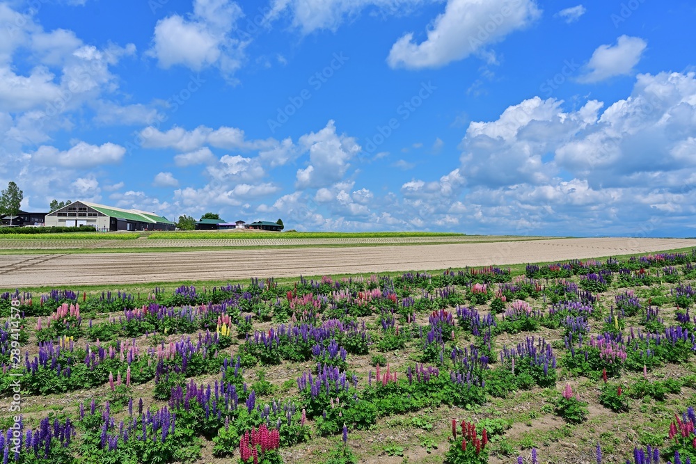 青空バックに咲く満開のルピナス＠富良野、北海道