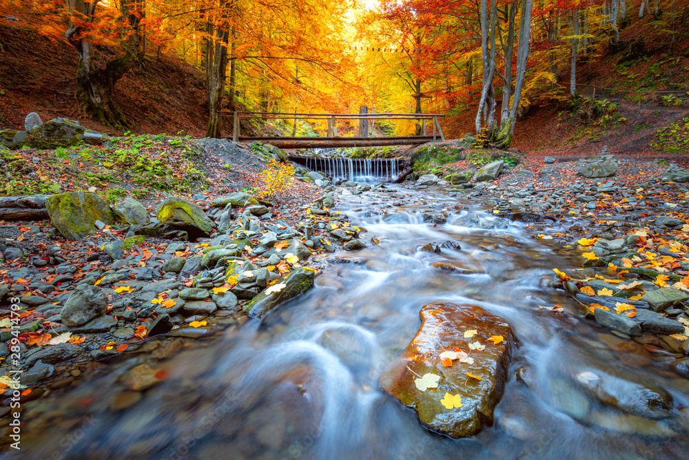 Fototapeta premium Jesień w leśnym parku - kolorowe drzewa, mały drewniany mostek i rwąca rzeka z kamieniami