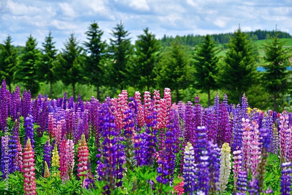 満開のカラフルなルピナス 富良野 北海道 Stock 写真 Adobe Stock