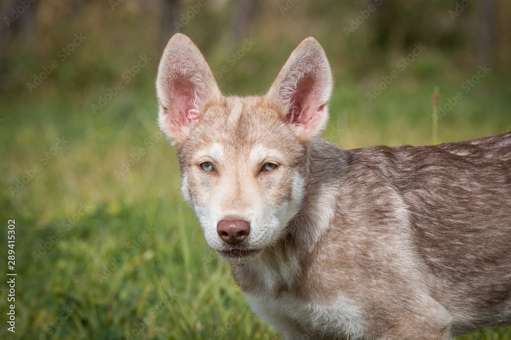 Saarloos Wolfhund Saarlooswolfhund Welpe Saarloos Wolfhund Saarlooswolfhund Welpe